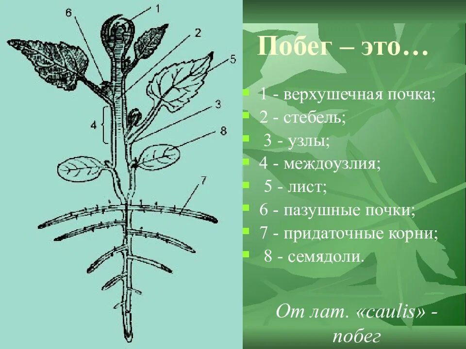 Тест по теме лист стебель. Пазушная почка побег стебель. верхушечная почка придаточная почка. придаточные почки. пазушные и придаточные почки.
