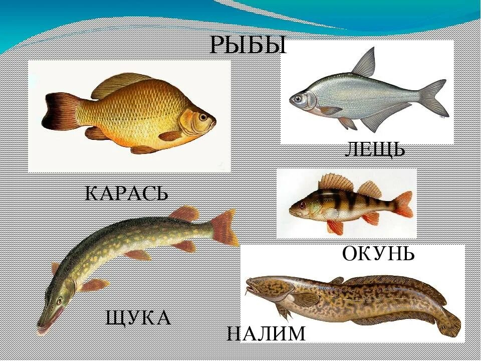 Рыбы похожие на буквы. Щука и карась. Рыбы с названиями для детей. ( Щука, сом, окунь, карась.). Рыбы щука окунь.