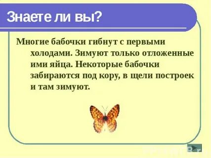 Как зимуют бабочки