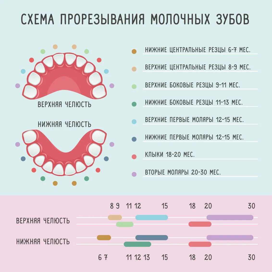 Выпадают ли клыки