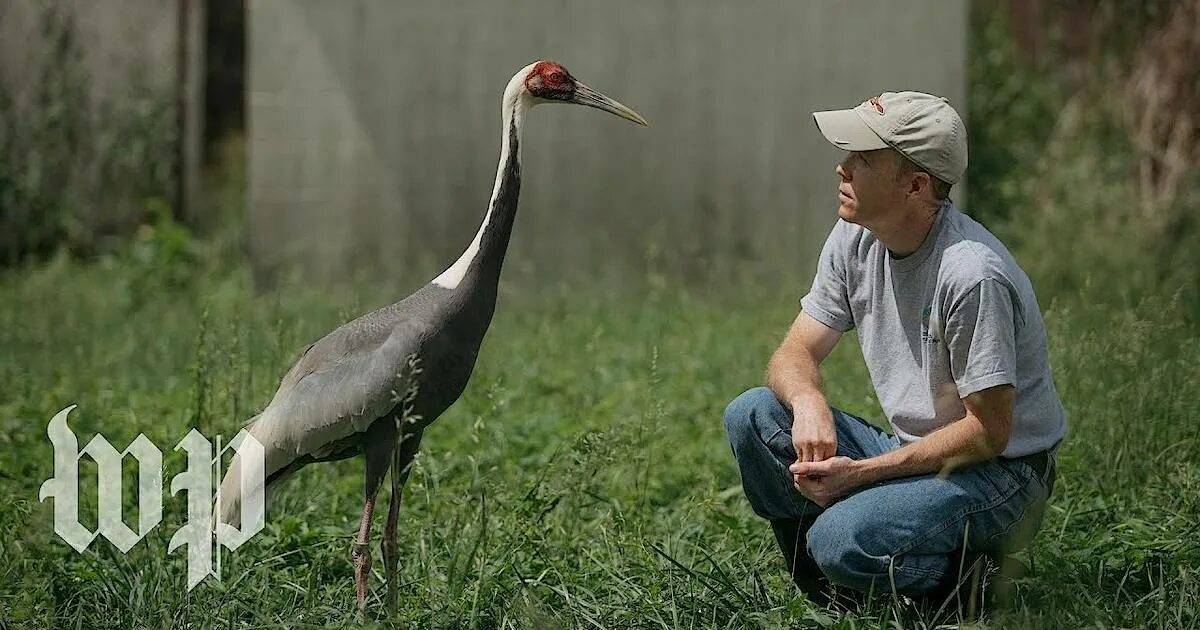 Журавль на одной ноге. Журавль геншин. Журавль и человек. Человек журавль это. Журавль и человек.