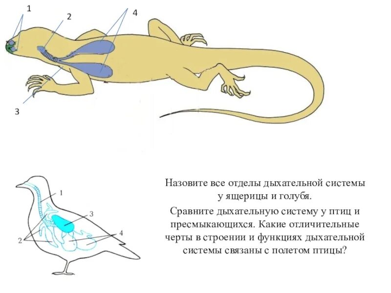 Пищ система ящерицы. Дыхательная система пресмыкающихся ящерицы. Дыхательная система пресмыкающихся 7 класс. Дыхательная система пресмыкающихся схема. Дыхательная рептилий система рептилий.