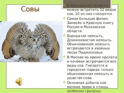 Виды животных и птиц которым грозит исчезновение