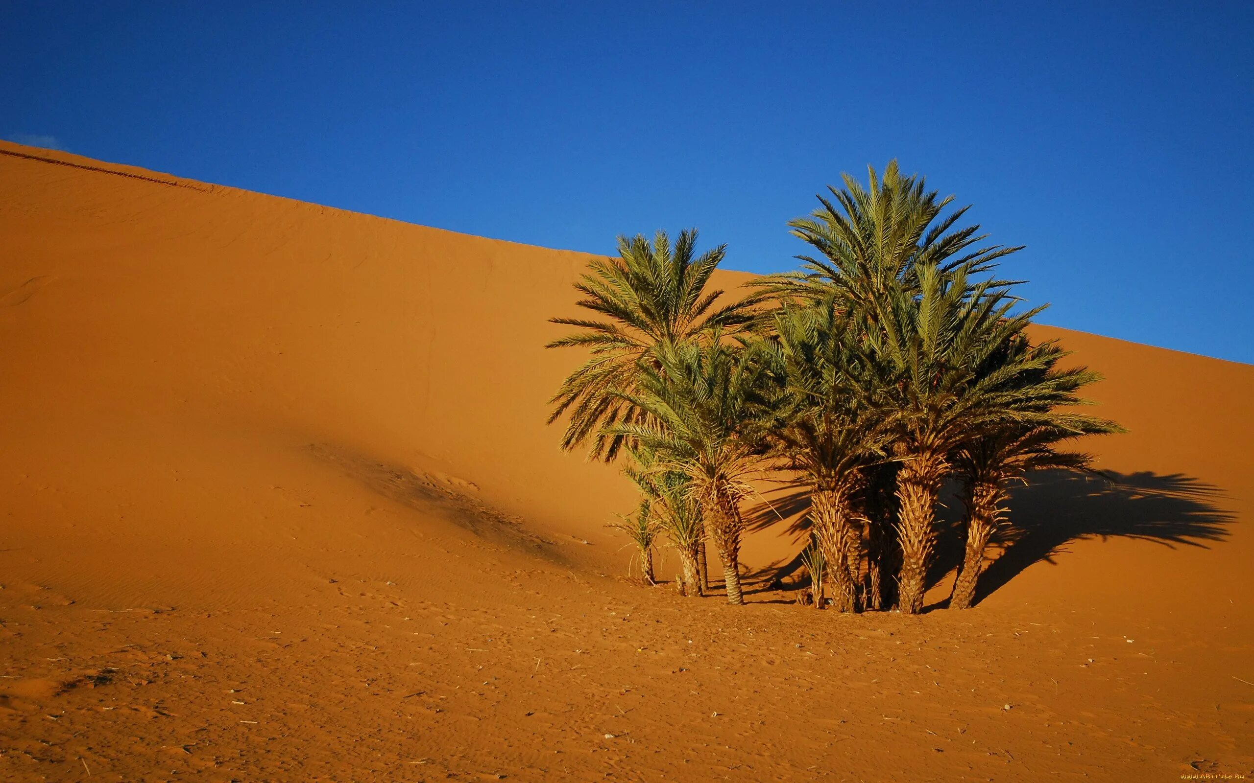 Финиковая Пальма пустыни. Финиковая Пальма в оазисе. Финиковая Пальма в пустыне Африки. Сахара оазисы с финиковыми пальмами.