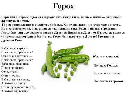 Горох описание