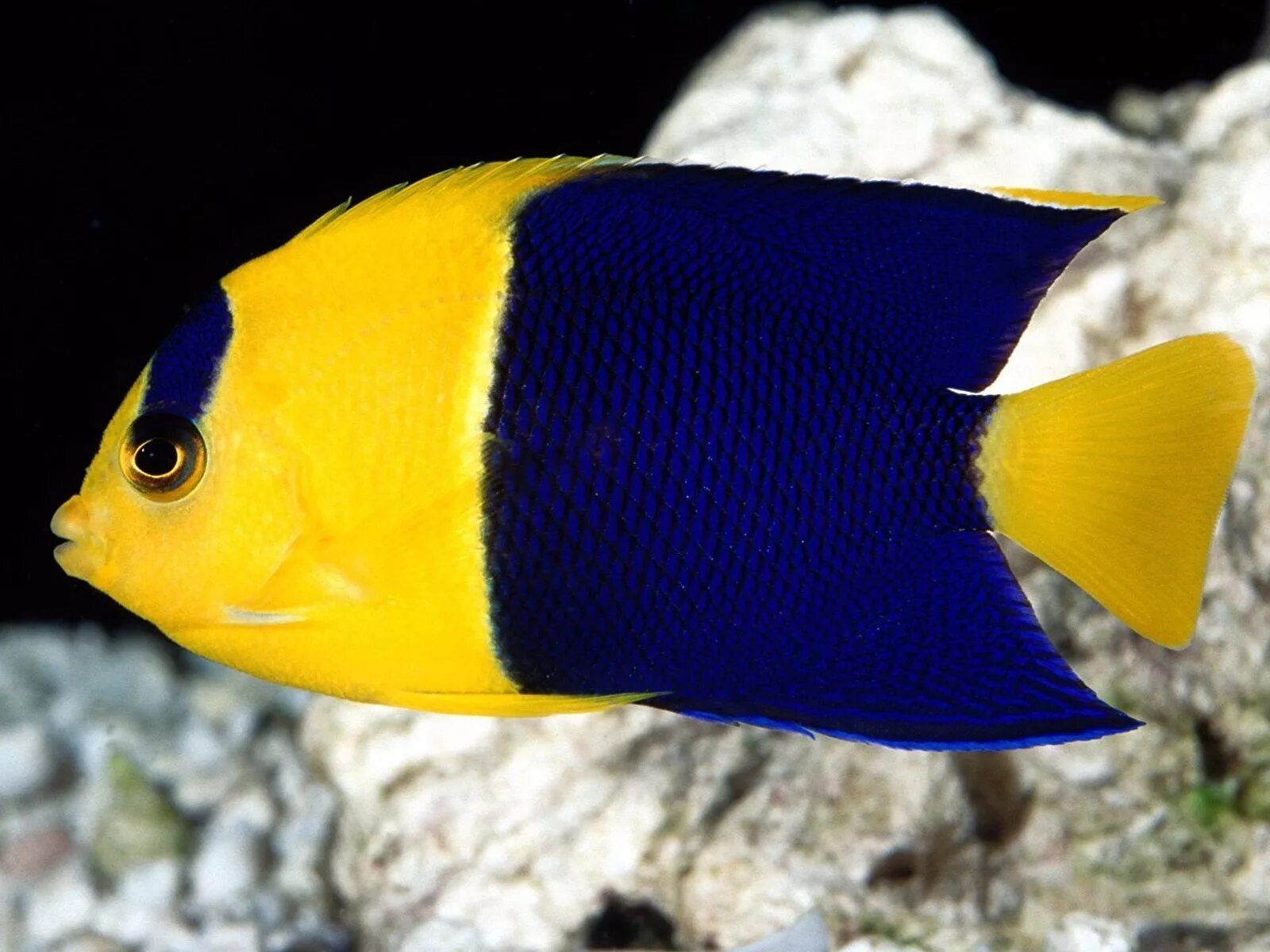 рыбка орнатус жёлтый. губан желтый. йеллоу фиш. жёлтая длиннорылая рыба-бабочка. луциан дори.