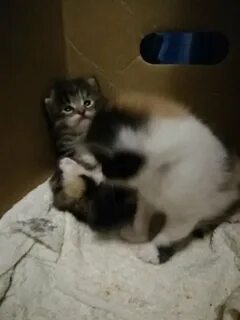 Авито рязань котята
