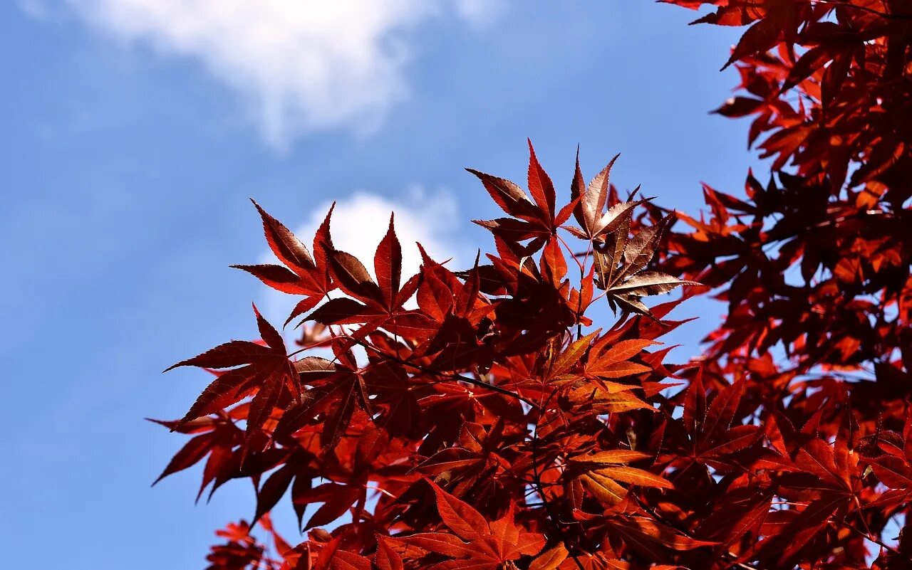 Дерево с красными листьями название. Клен Acer palmatum Atropurpureum. Клен японский красный. Листья японского клена. Клен с красными листьями.