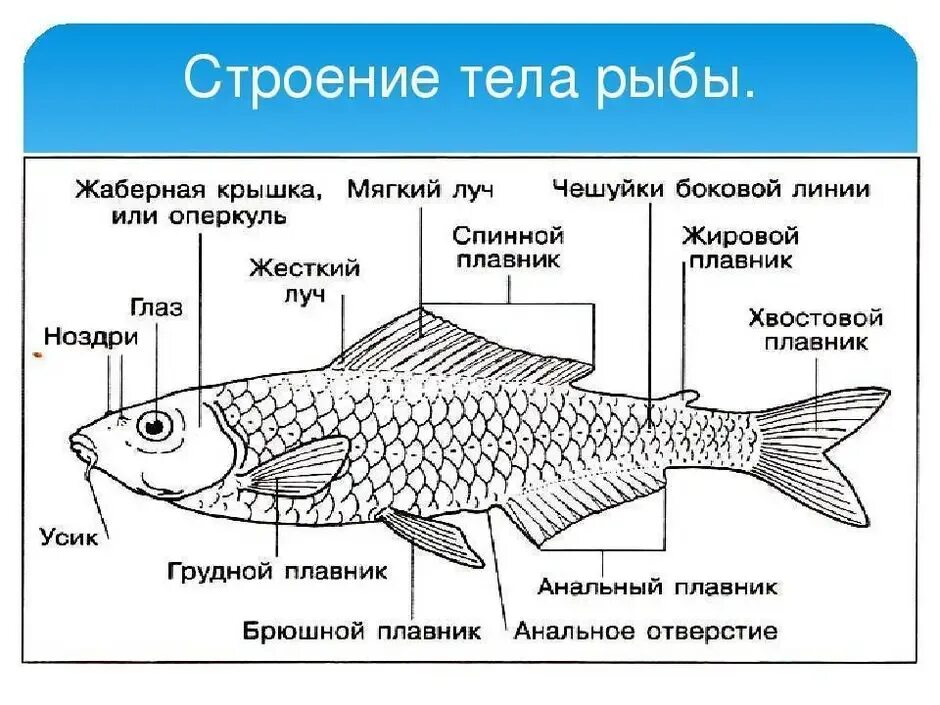 Главные признаки рыб схематический рисунок. Схема внешнего строения рыбы. Наружнеестрление рыбы. Костные рыбы внешнее строение схема. Описать внешнее строение рыбы.