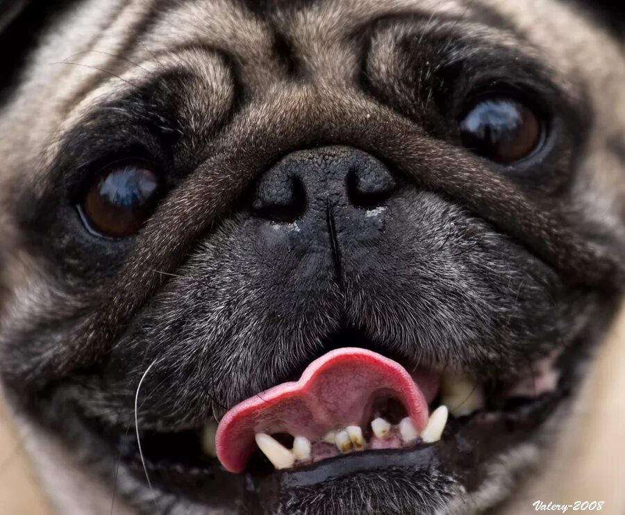 Мопс с улыбкой. Злой мопс. Пасть мопса. Давг мопс. Мопс.