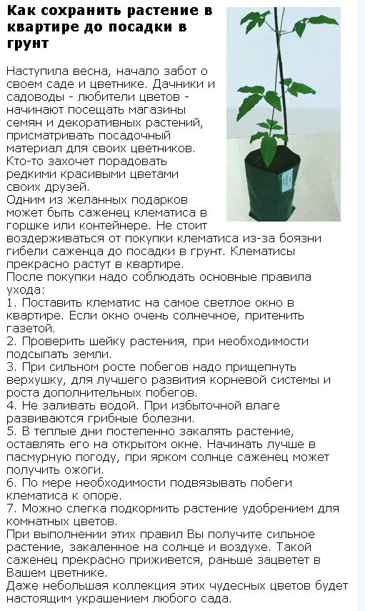 При какой температуре открывать клематисы