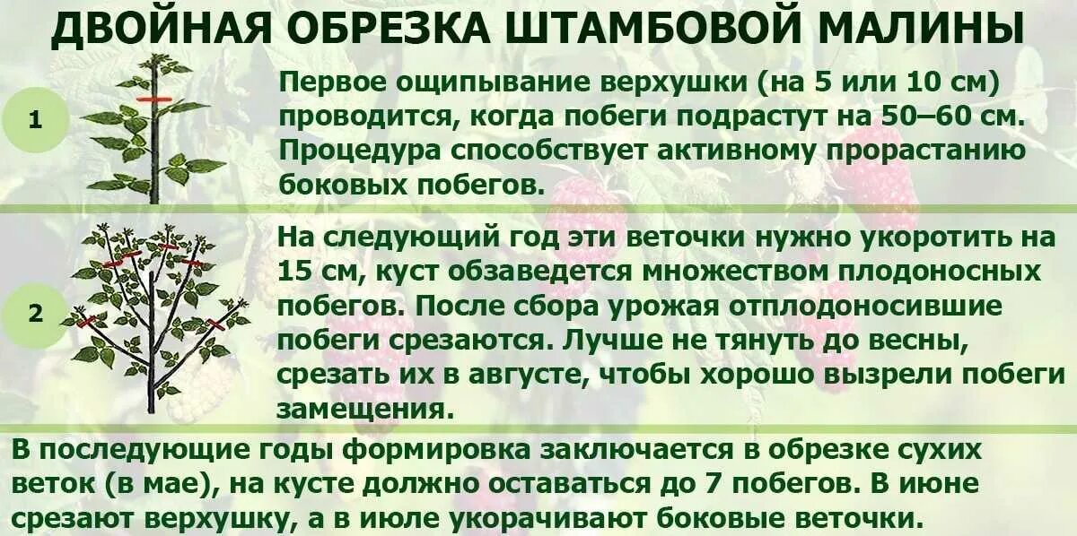 Как ухаживать за ремонтантной. Схема обрезки ремонтантной малины. Малиновое дерево Таруса формирование куста. Схема обрезки малины по Соболеву. Малина Таруса малиновое дерево.