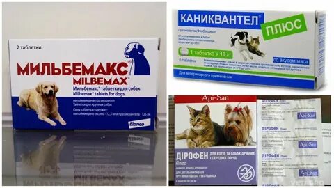 Как часто собак от глистов