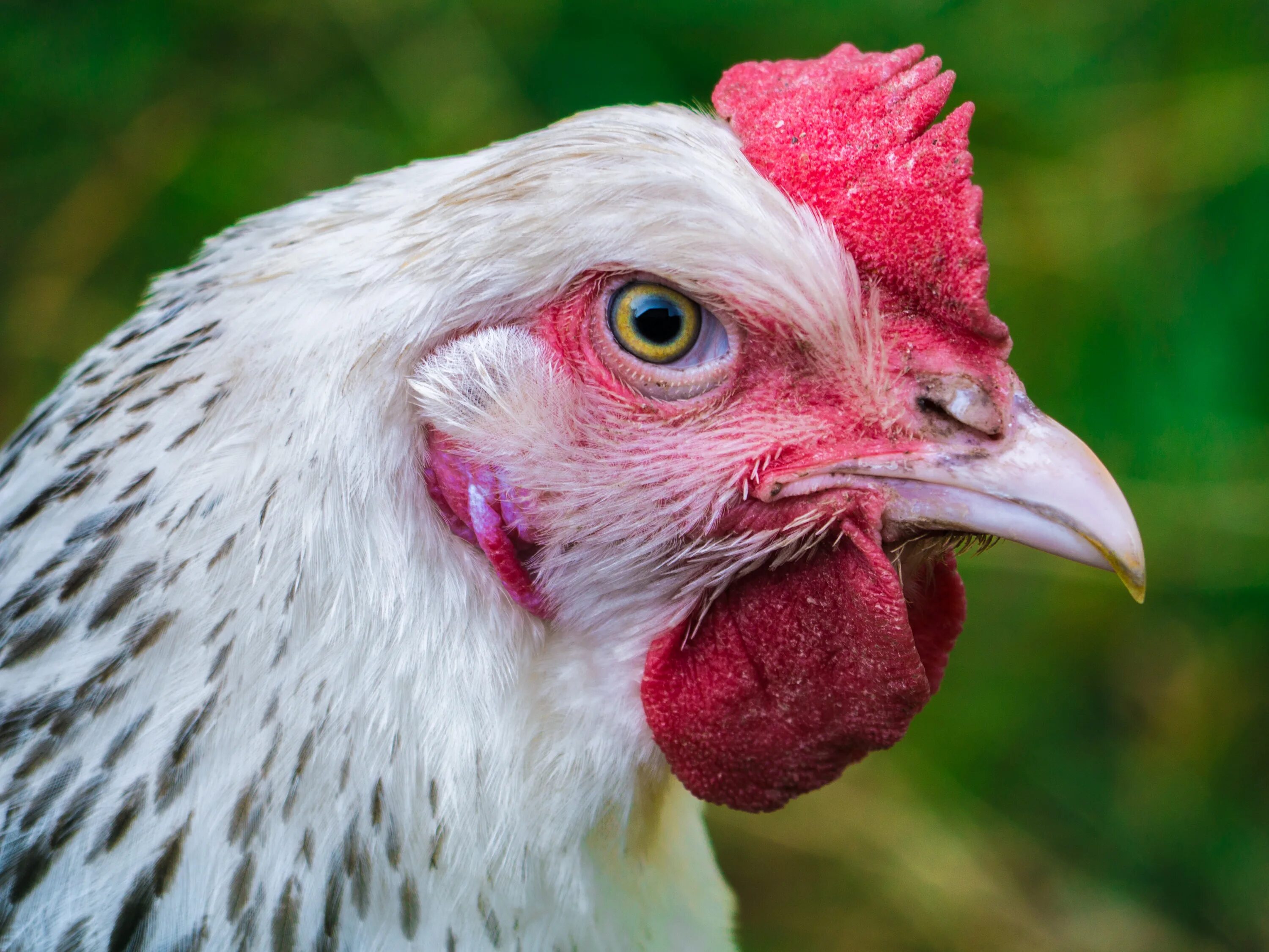 Chick s. Птицеводство. Курица портрет. Голова курицы.