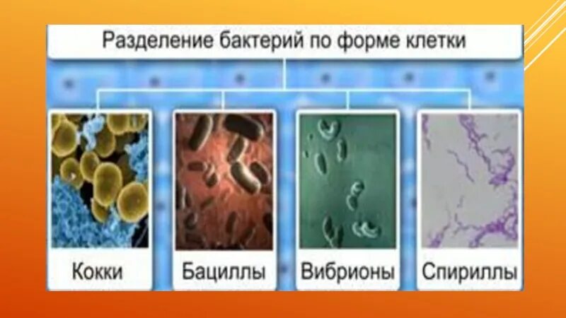 Виды бактерий. Бактерии 5 класс. Многообразие бактерий. Формы бактерий 5 класс. Виды бактерий 7 класс биология