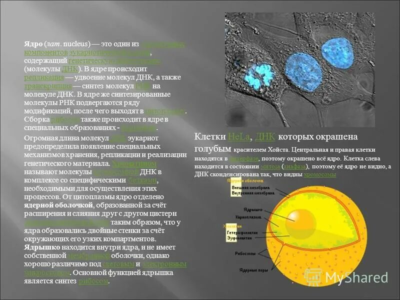 структура хроматина ядра и хромосомы. органоид ядро строение и функции. структурные элементы ядра клетки. локализация хромосом в интерфазном ядре. характеристика ядра как генетического центра.