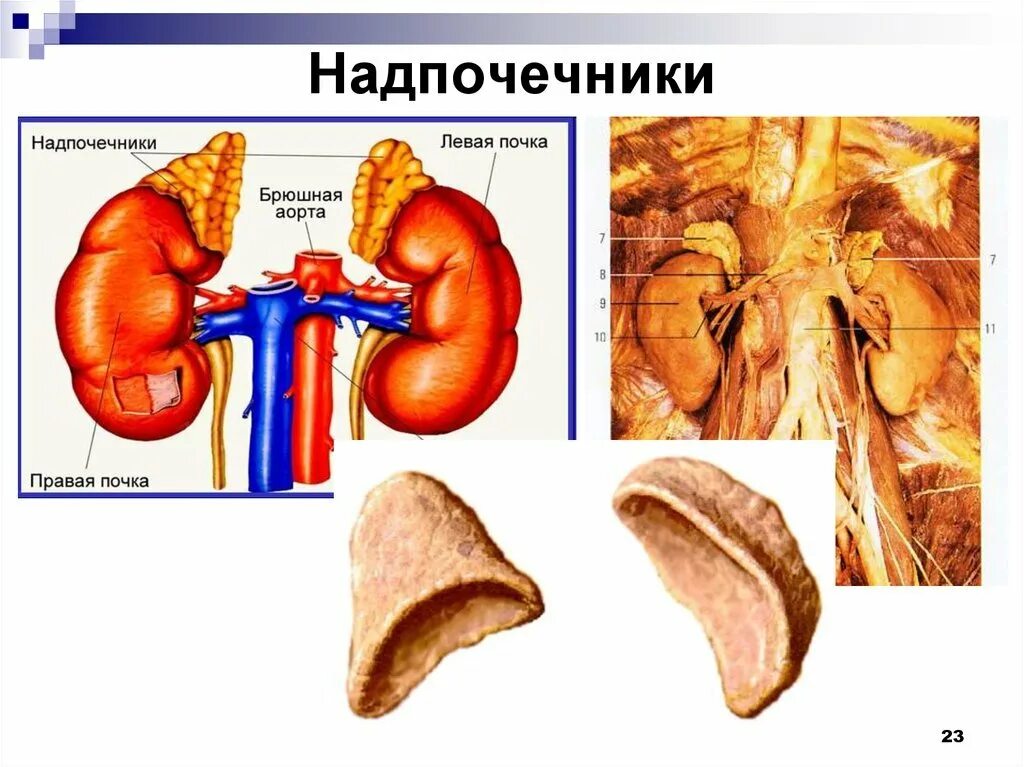 Почки и надпочечники. Надпочечники картинка. Анатомия надпочечников человека. Почки надпочечники анатомия. Почки и надпочечники строение.