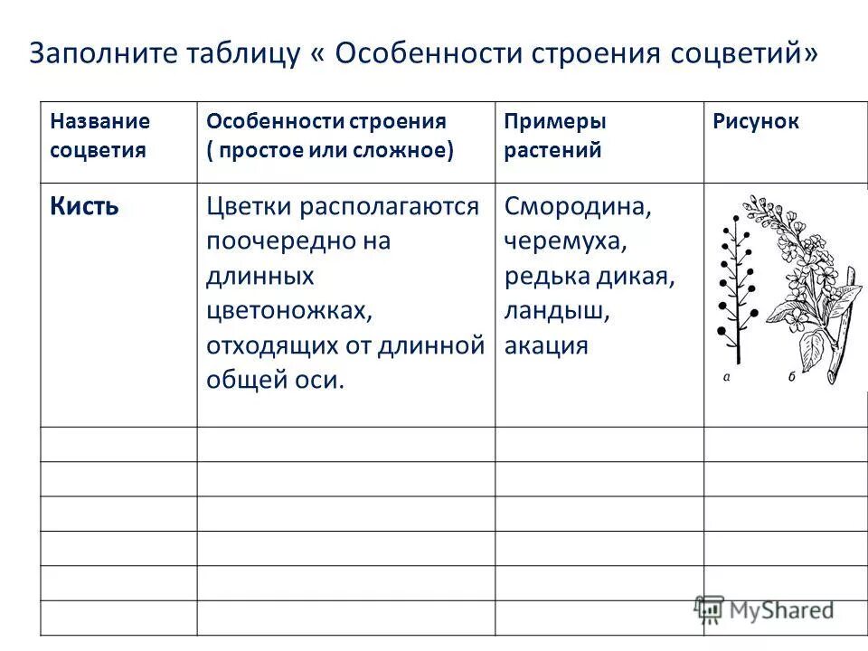 Используя рисунки в параграфе охарактеризуйте. Таблица особенности строения соцветий. Соцветия 6 класс биология т. Заполните таблицу строение соцветия. Биология 6 кл соцветия таблица.