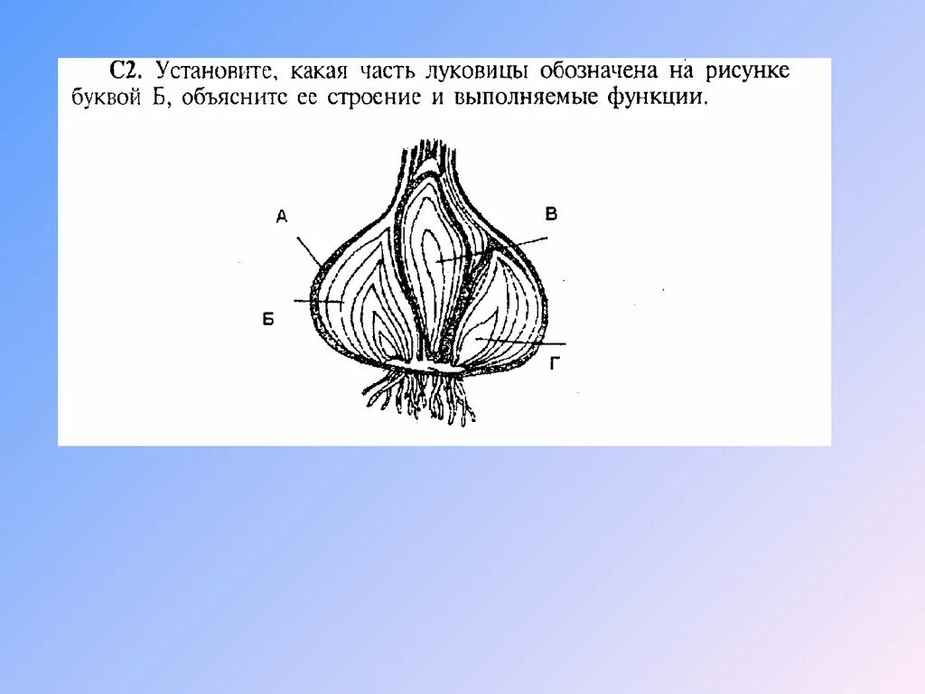 На рисунке буквой б обозначено. Строение луковицы лука ЕГЭ. Зарисуйте продольный разрез луковицы. Внутреннее строение луковицы. Разрез луковицы и ее части.