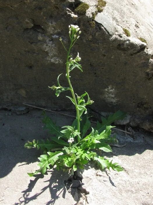 Capsella bursa-pastoris - Image of an specimen - Plantarium