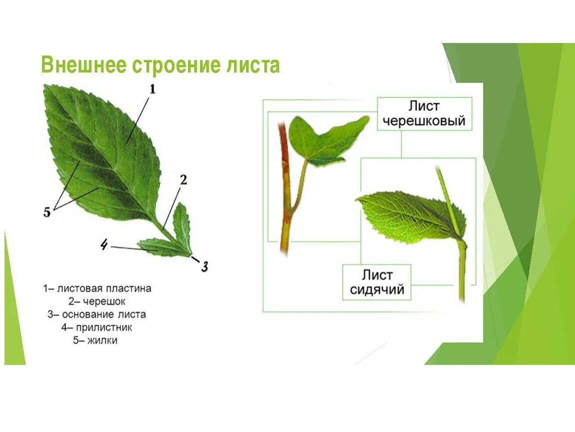 Внешний строение листа рисунок