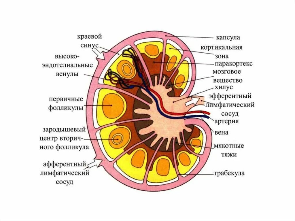 Корень лимфатического узла. Схема строения лимфатического узла. Строение лимфатического узла анатомия человека. Строение лимфатического узла гилус. Строение лимфоузла человека анатомия схема.