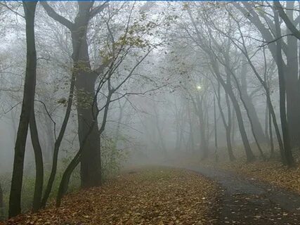 И туман и непогоды осень 577