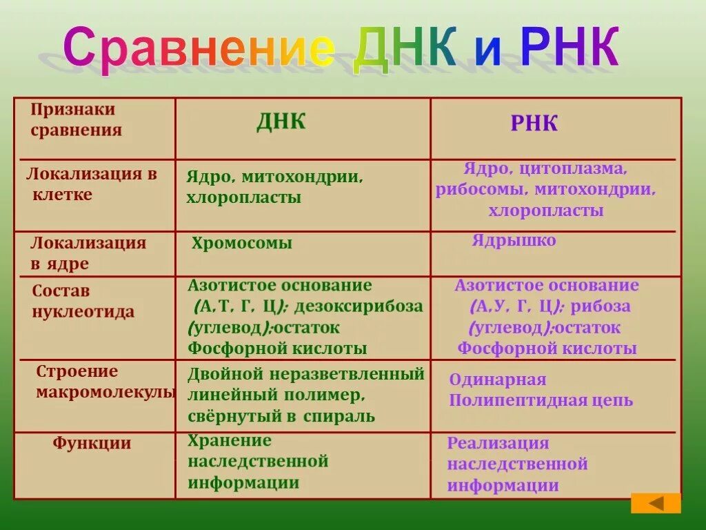 Нуклеиновые кислоты рнк функции. Функции ДНК И РНК таблица. Строение и функции ДНК И РНК таблица. Сравните строение и функции ДНК И РНК.