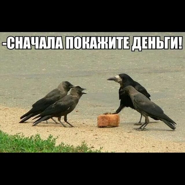 Покажи сначала картинки. Смешные вороны. вороны юмор. сначала покажи деньги. ворона демотиватор.