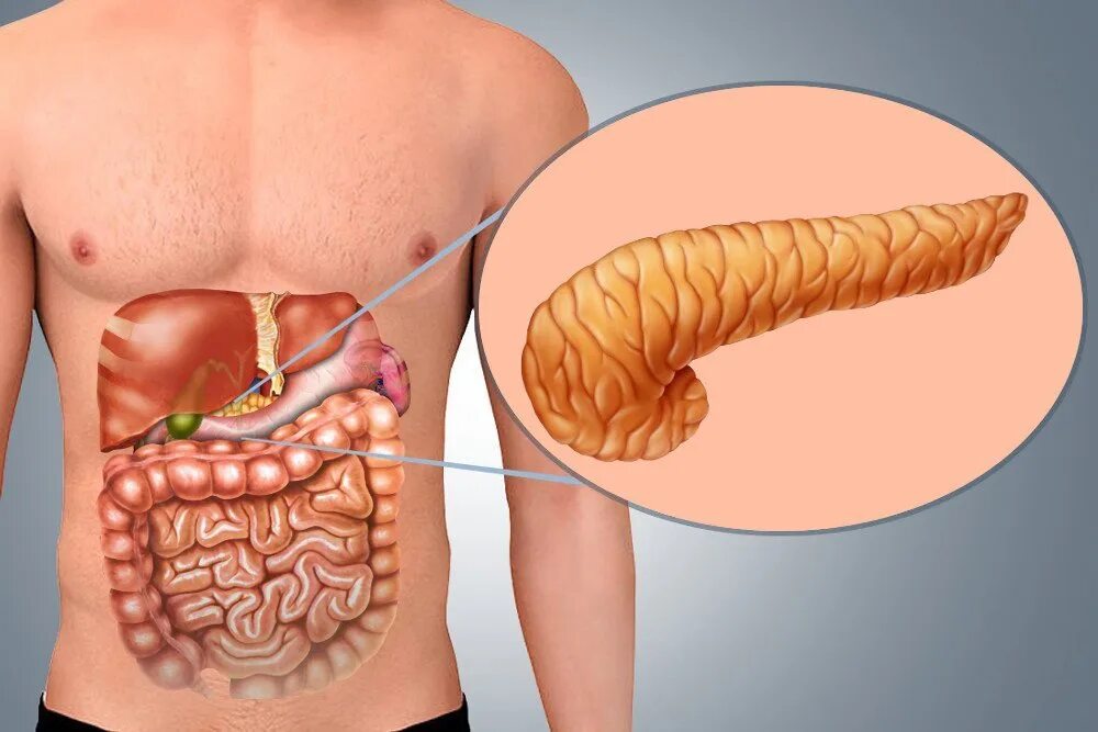 Нужна ли поджелудочная. Поджелудочная железа pancreas. Поджелудочная железа 3д. Самопереваривание поджелудочной железы.