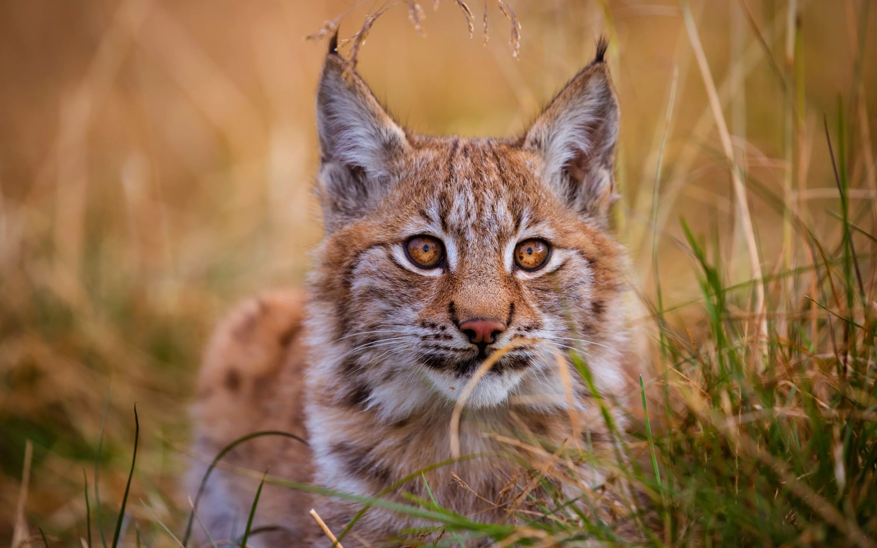 Рысь Линкс. Рысь (Lynx Lynx) в дикой природе. Рысь европейская обыкновенная. Кошка Рысь обыкновенная. Фон рыси