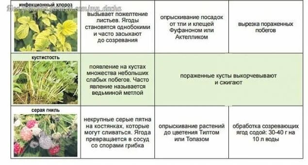 Чем можно опрыскать клубнику. Схема обработки клубники от вредителей и болезней. Заболевания и вредители малины с фото и описанием. Болезни малины описание с фотографиями и способы. Болезни и вредители малины описание.