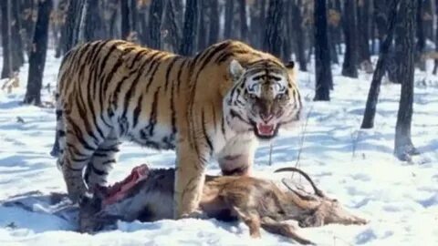 Тигр охотится на людей