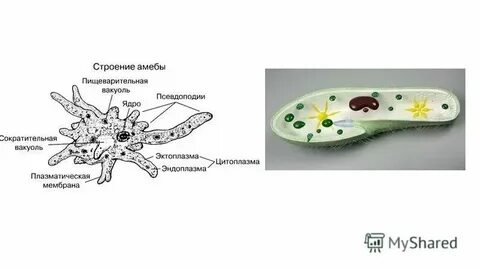 Кровеносная система амебы