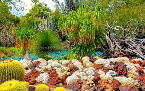 Растения ботанического сада фото