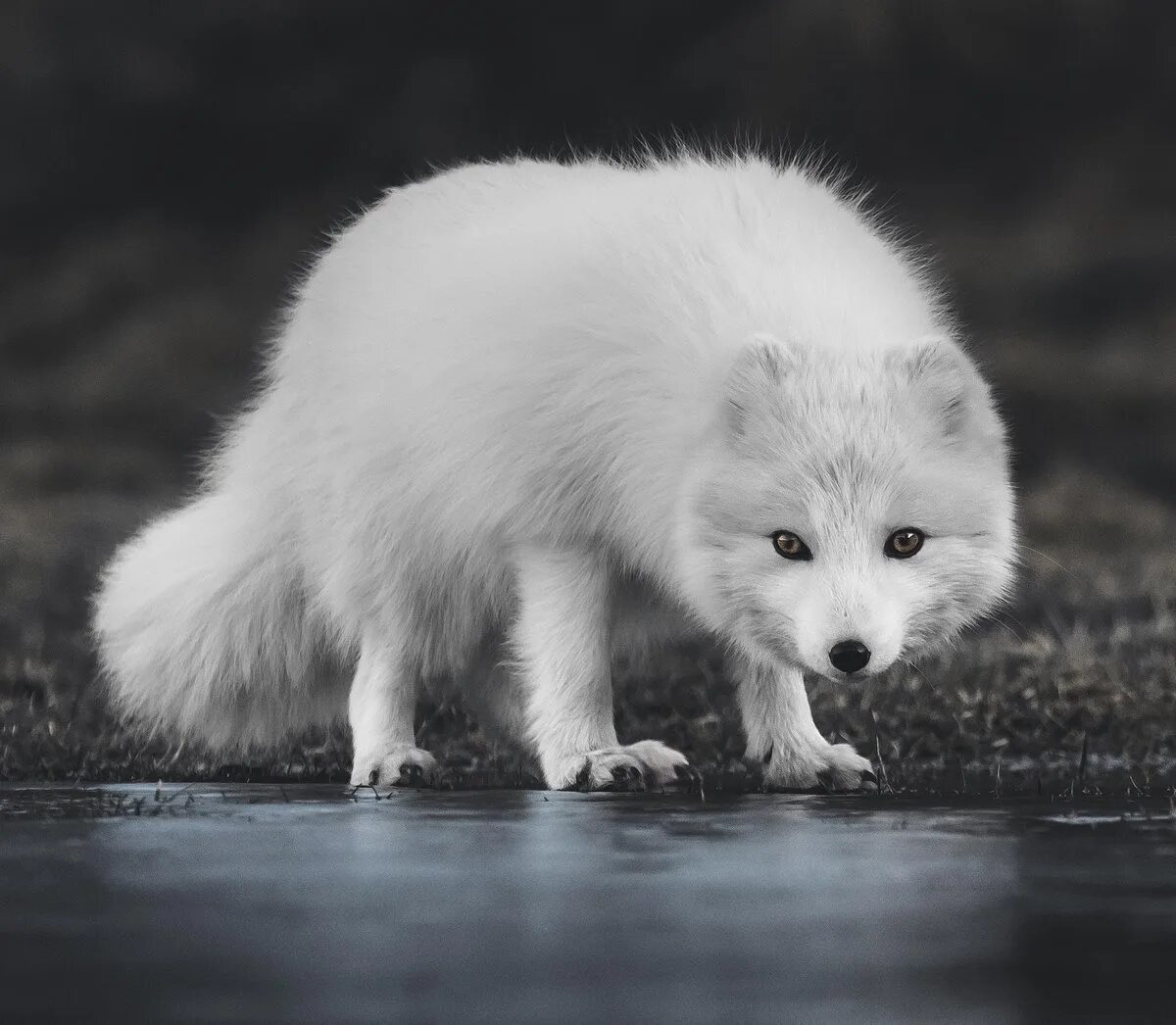 Белый вид. Песец Полярная лиса. Арктический песец. Песец белый. Белая Полярная лиса.