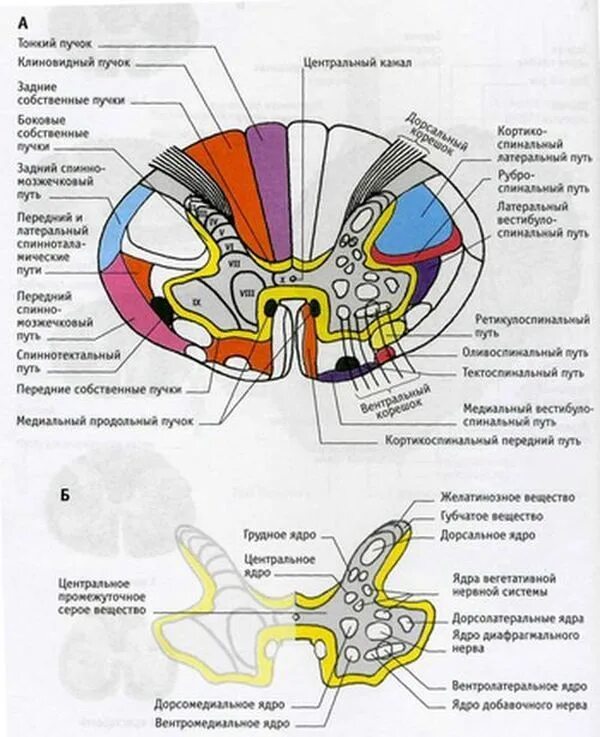 Поперечный разрез спинного мозга проводящие пути. Спинной мозг в разрезе проводящие пути. Схема расположения проводящих путей в спинном мозге. Проводящие пути спинной мозг анатомия строение.