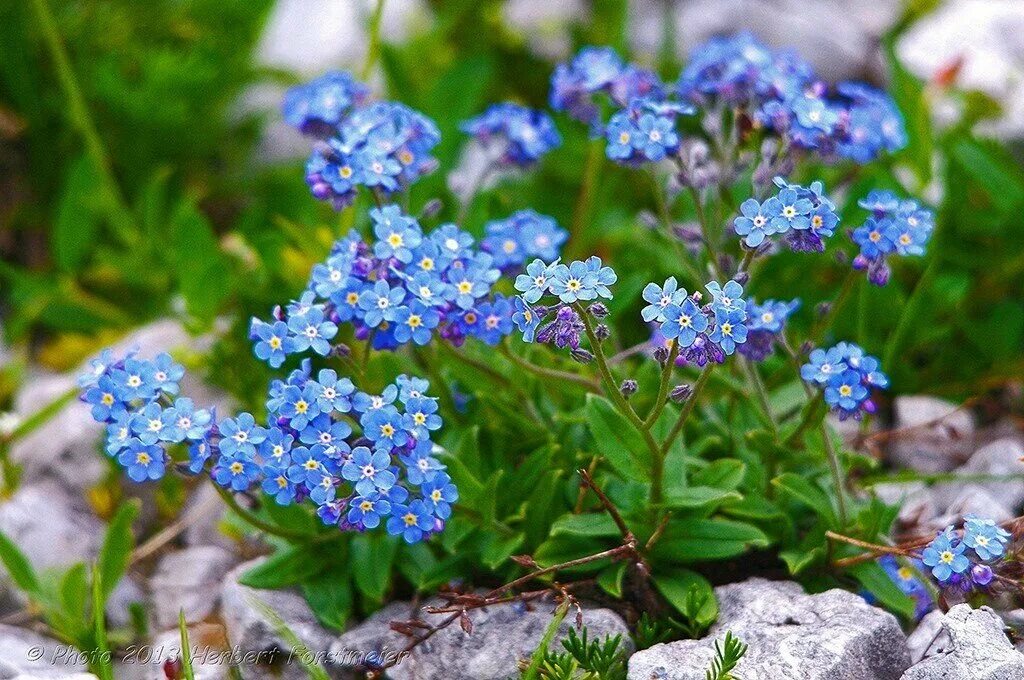 Можно ли незабудка. Незабудка Мон ами Блю. Незабудка дернистая. Незабудка Альпийская Лесная Полянка. Незабудка Лесная Myosotis sylvatica.