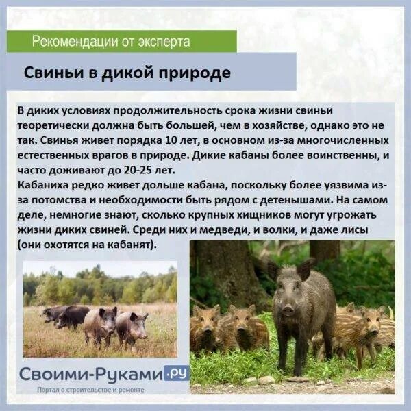 Срока свиньи. Продолжительность супоросности свиней. Срока свиньи. Средняя свинья. Срока свиньи.