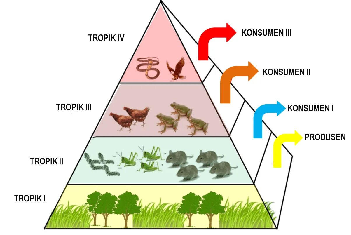 В биосфере биомасса животных во много. Экологическая пирамида. Экологическая пирамида биомассы. Экологическая пирамида энергии. Пищевая цепочка пирамида.
