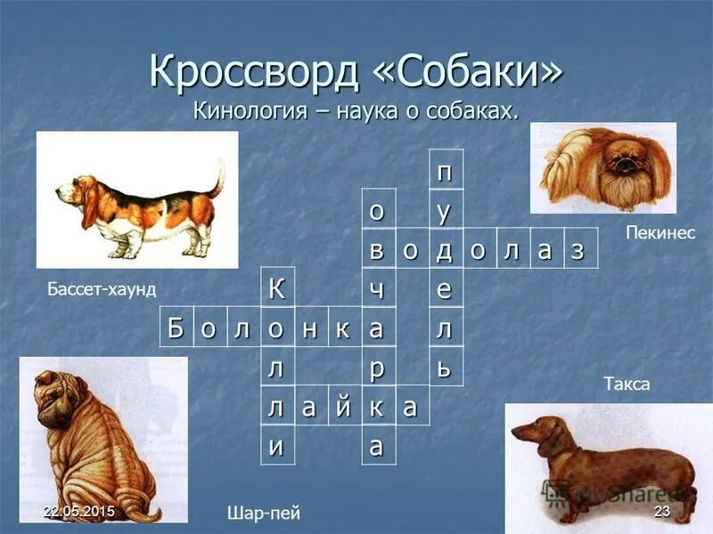 Как называется буква собака. Кроссворд про собак. Кроссворд по кинологии. Кроссворд про собак для детей. Кроссворд на тему породы собак.