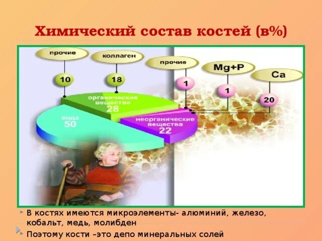 Органический и неорганический состав кости. Химический состав кости. Химический состав костей диаграмма. Состав костей. Химический состав кости человека.