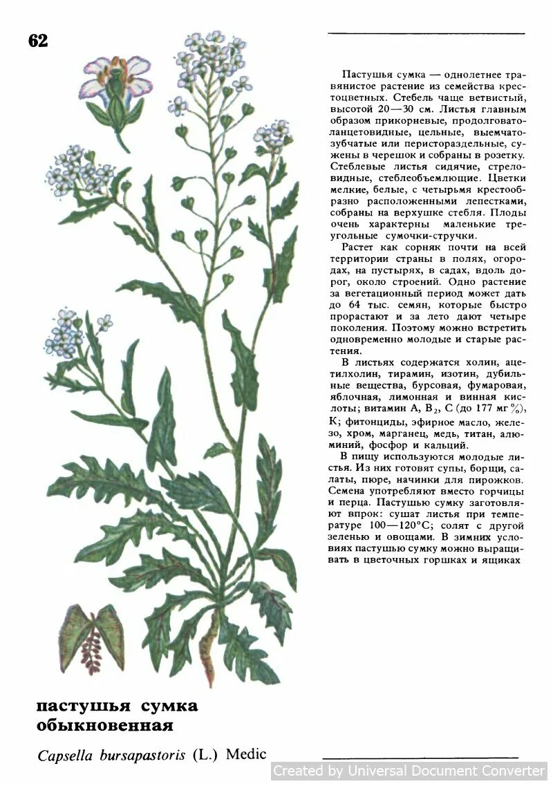 Трава пастушья сумка для чего применяется. Пастушья сумка обыкновенная строение. съедобные дикорастущие растения. съедобные дикорастущие травы. пищевые дикорастущие растения.