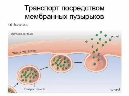 Упаковывает вещества в секреторные пузырьки