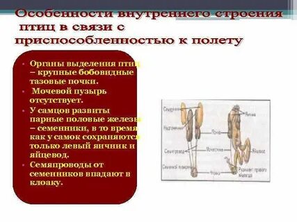 Половая система птиц самок