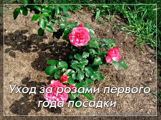 Обрезка плетистой розы осенью для начинающих. Формировка куста плетистой розы. Схема обрезки роз флорибунда. Обрезка плетистых роз. Обрезка плетистых роз.