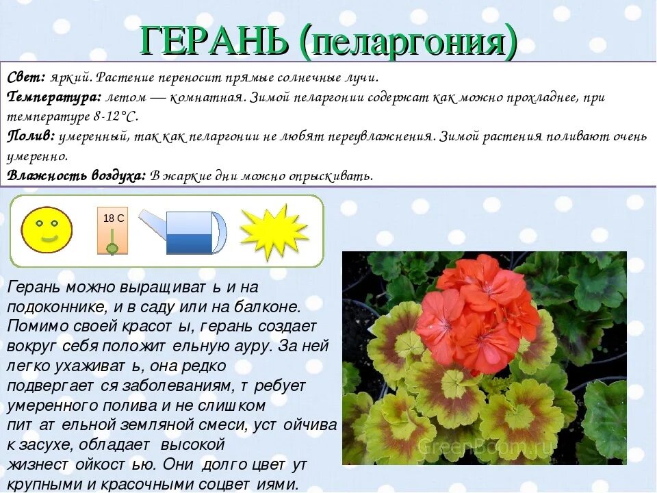 Герань 2. Герань комнатное растение. Пеларгония клубневая. Характеристика листа герани. Пеларгония вегетативная.