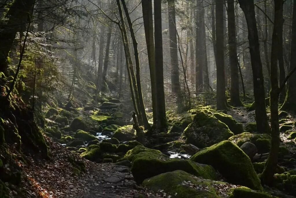 Самый черный лес. Шварцвальд (the Black Forest). Лес Шварцвальд Германия. Тёмный лес Шварцвальд Германия. Чёрный лес (регион Шварцвальд).