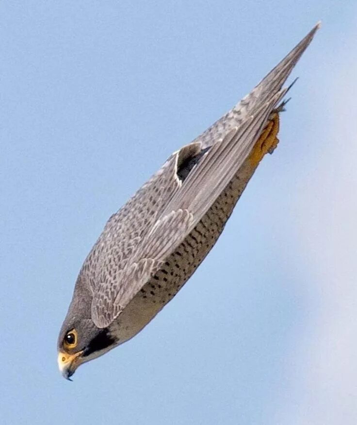 Сапсан птица. Сапсан Falco peregrinus. Сапсан пикирует. Сокол Сапсан пикирование. Fastest bird