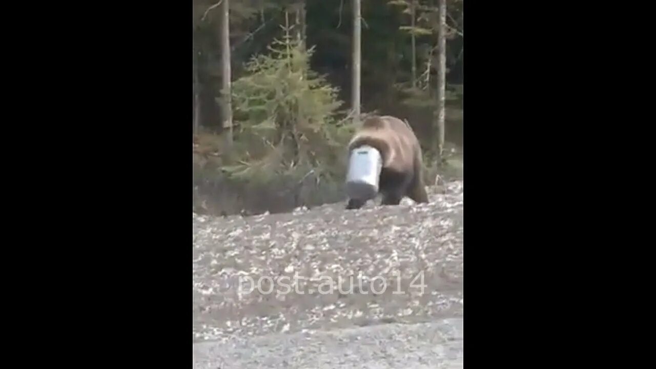 Проголодавшегося медведя запрут бывало